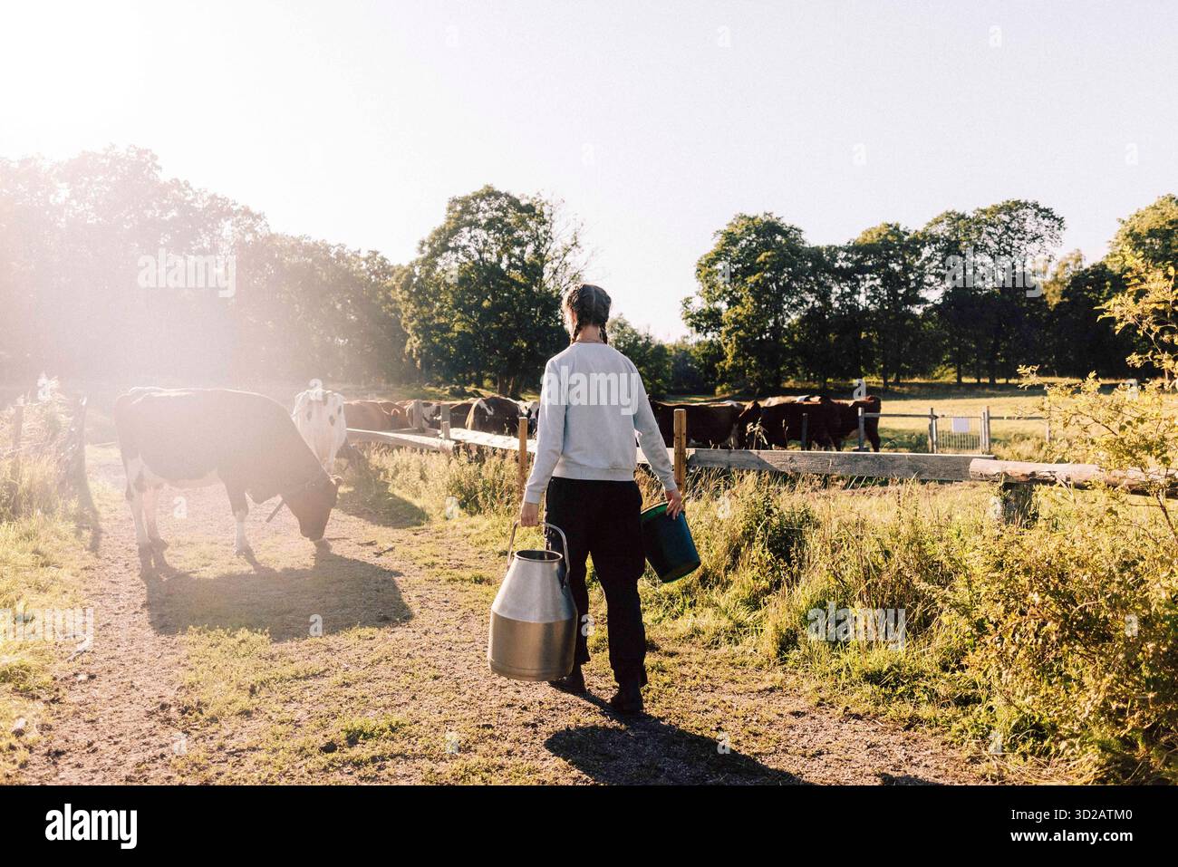 Vista posteriore di un'agricoltrice che cammina con una tanica e un secchio verso le mucche che pascolano sul pascolo Foto Stock