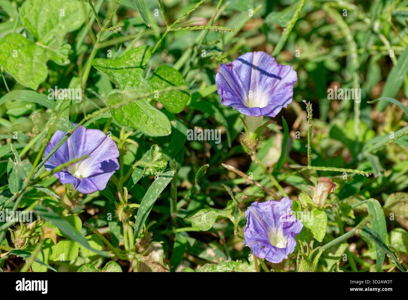 Trio di fiori di gloria mattutina viola in piena fioritura, coltivato su una vite a terra in un campo agricolo in una giornata di sole all'inizio dell'autunno Foto Stock