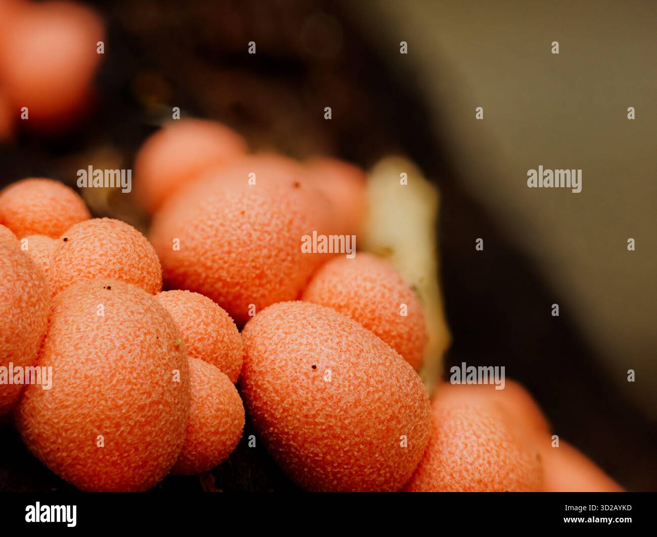 Lycogala epidendrum (latte di lupi) specie di muffa di melma Foto Stock