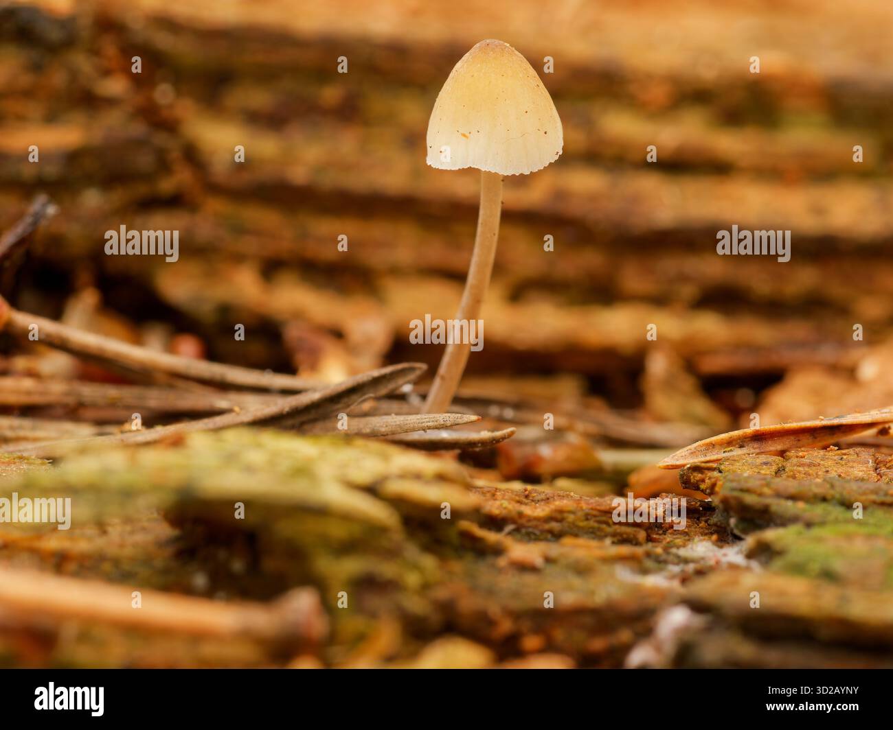 Psathyrella conopilus fungi Foto Stock