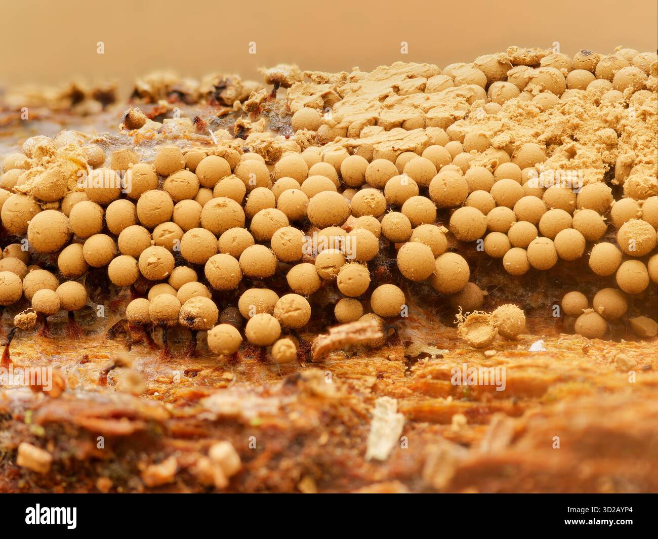 Coprinellus micaceus specie di muffa di melma Foto Stock