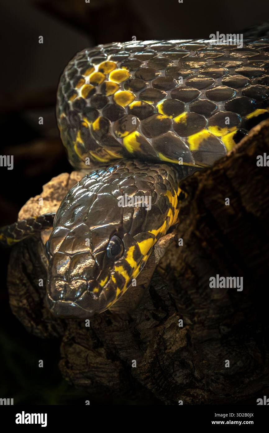 vari bellissimi serpenti (serpenti) presi in diverse forme. Velenoso adder mangrovie nascosto nella sua oscura invidia. Foto Stock