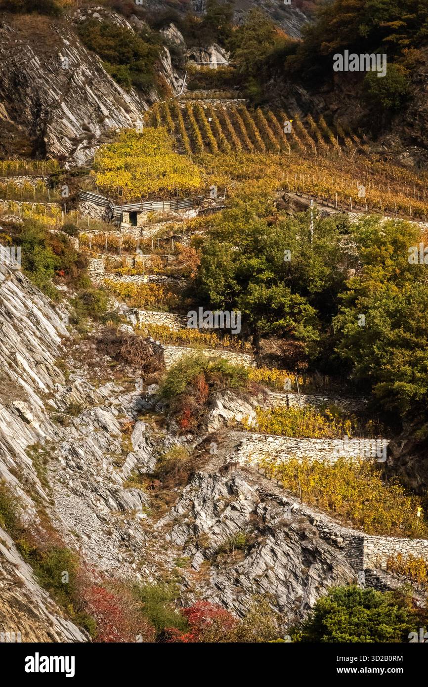 Paesaggi svizzeri che mostrano vigneti in autunno intorno al tempo della raccolta. Si trovano spesso su pendii ripidi nei Cantoni Vallesi e Vaud, in Svizzera Foto Stock