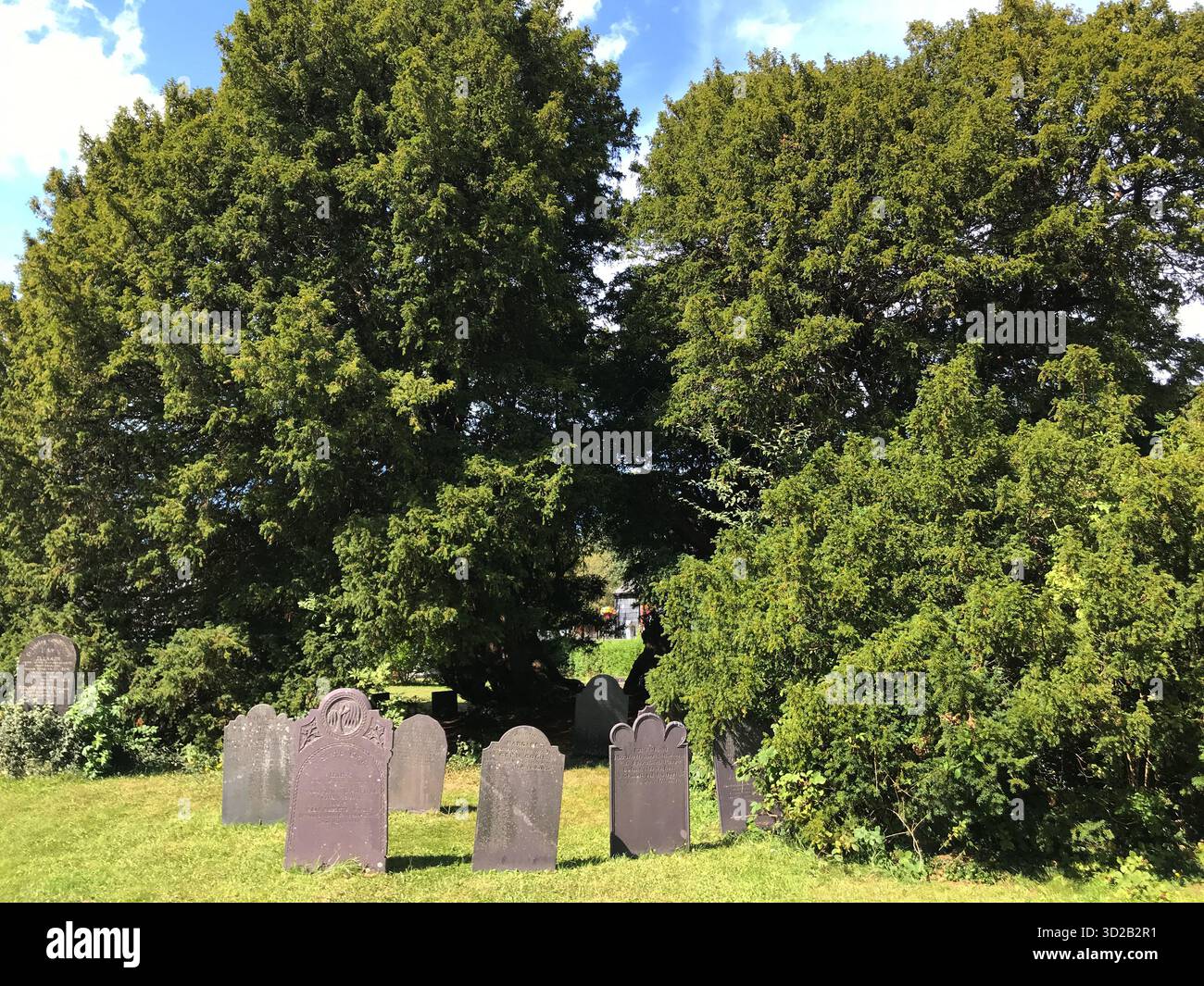 Llangernyw Yew, antico albero della chiesa di St. Digain, Llangernyw, Conwy, Galles, datato tra il 4.000 e il 5.000 anni, concorrente del più antico albero Galles Regno Unito Foto Stock