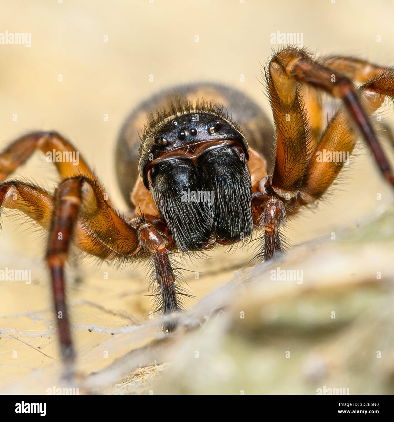Macro di primo piano di Laceweb Spider (Amaurobius similis) Foto Stock