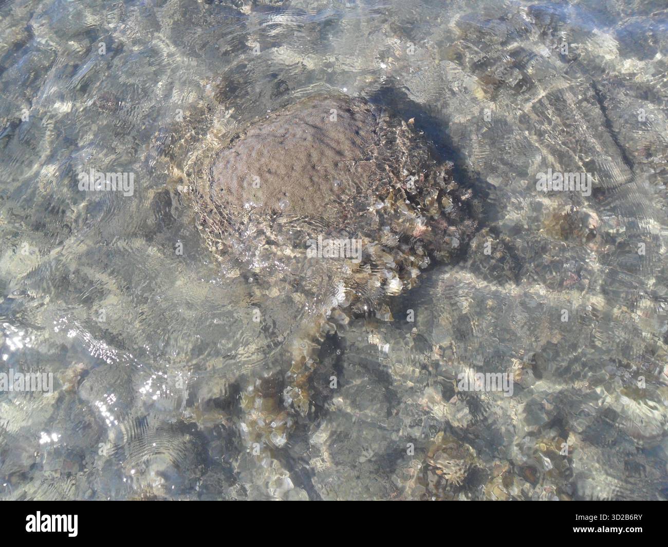 Pietre di corallo sulla spiaggia di mare a Saint Martin's Island - Tesoro naturale dell'unico paradiso corallino del Bangladesh Foto Stock