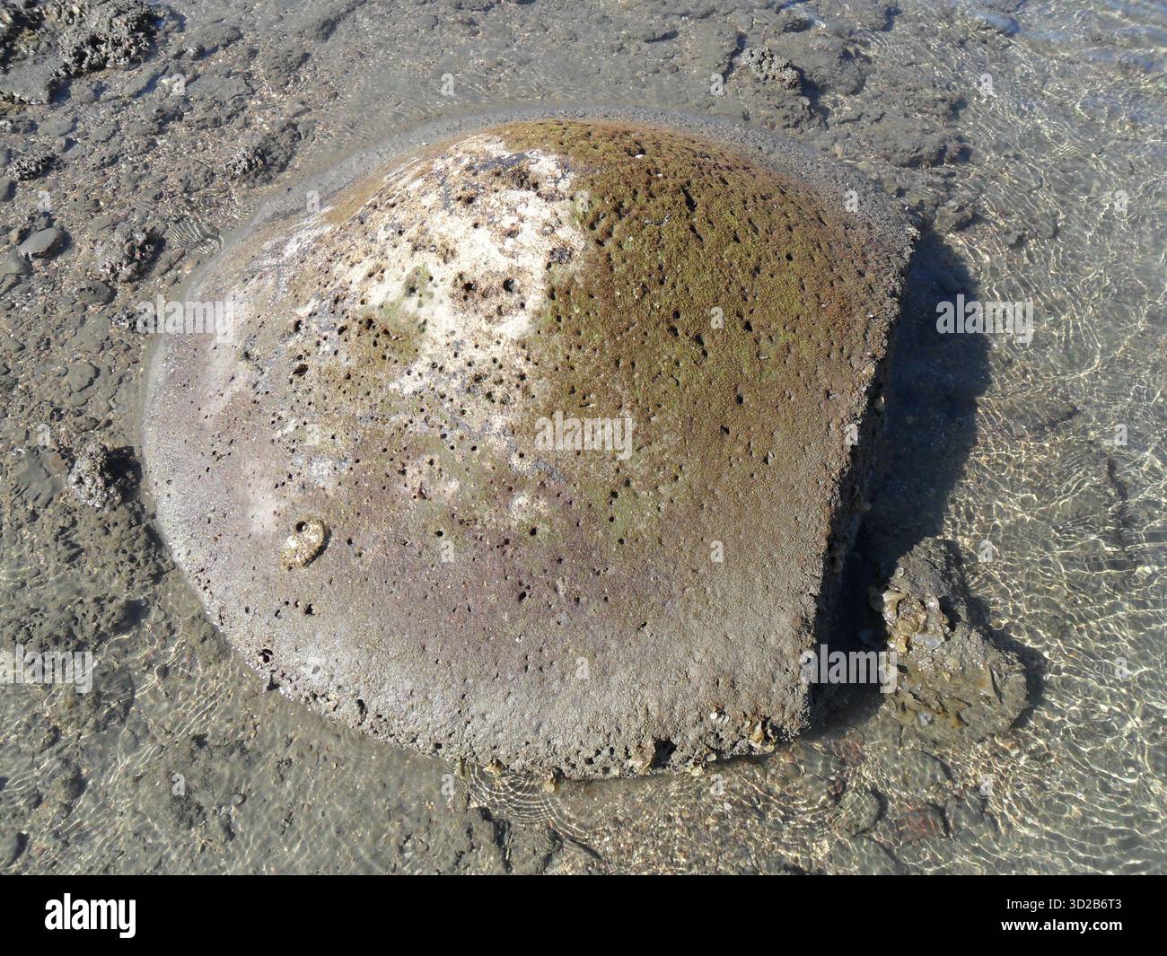 Pietre di corallo sulla spiaggia di mare a Saint Martin's Island - Tesoro naturale dell'unico paradiso corallino del Bangladesh Foto Stock