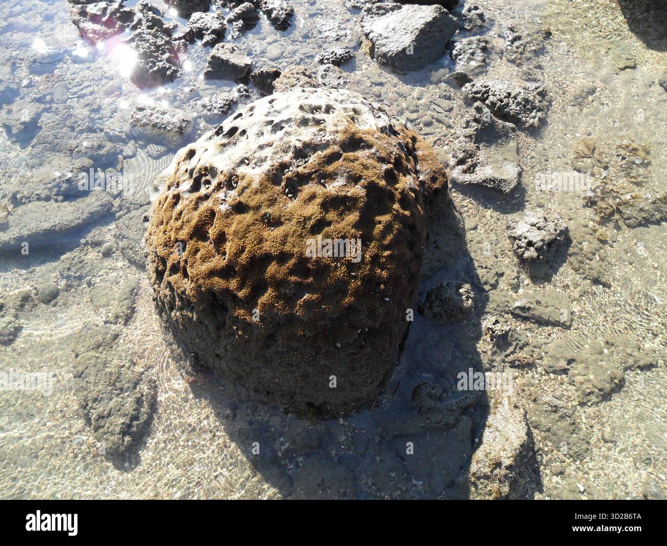 Pietre di corallo sulla spiaggia di mare a Saint Martin's Island - Tesoro naturale dell'unico paradiso corallino del Bangladesh Foto Stock