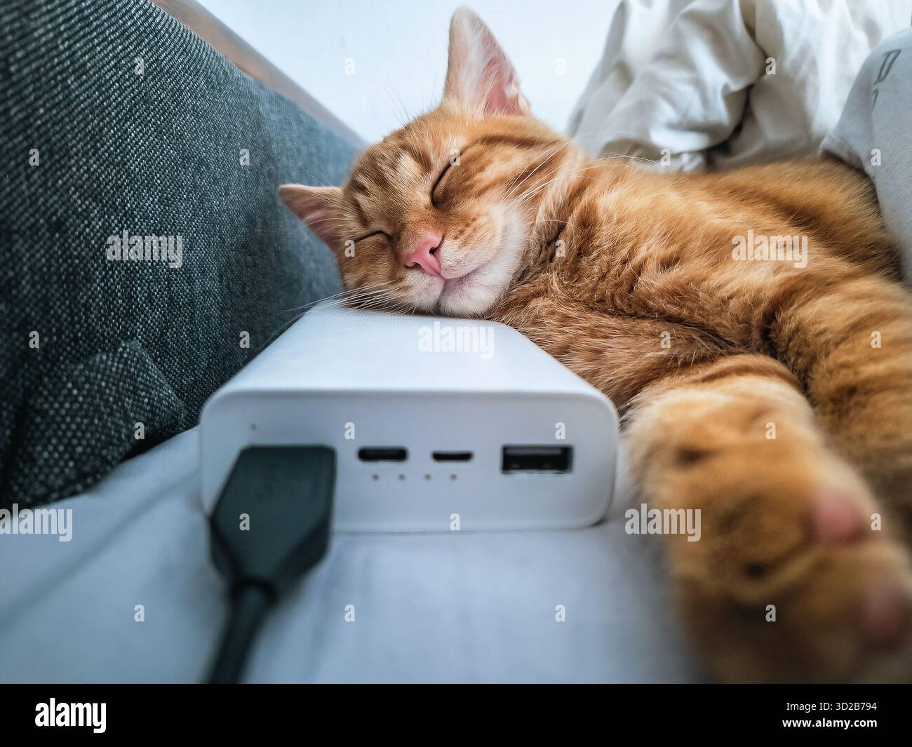 Power Bank bianco su divano grigio. Gatto dello zenzero dorme comodamente su di esso. Spegnere le luci, viaggiare, studiare e vivere con gadget e animali domestici. Deposito Foto Stock