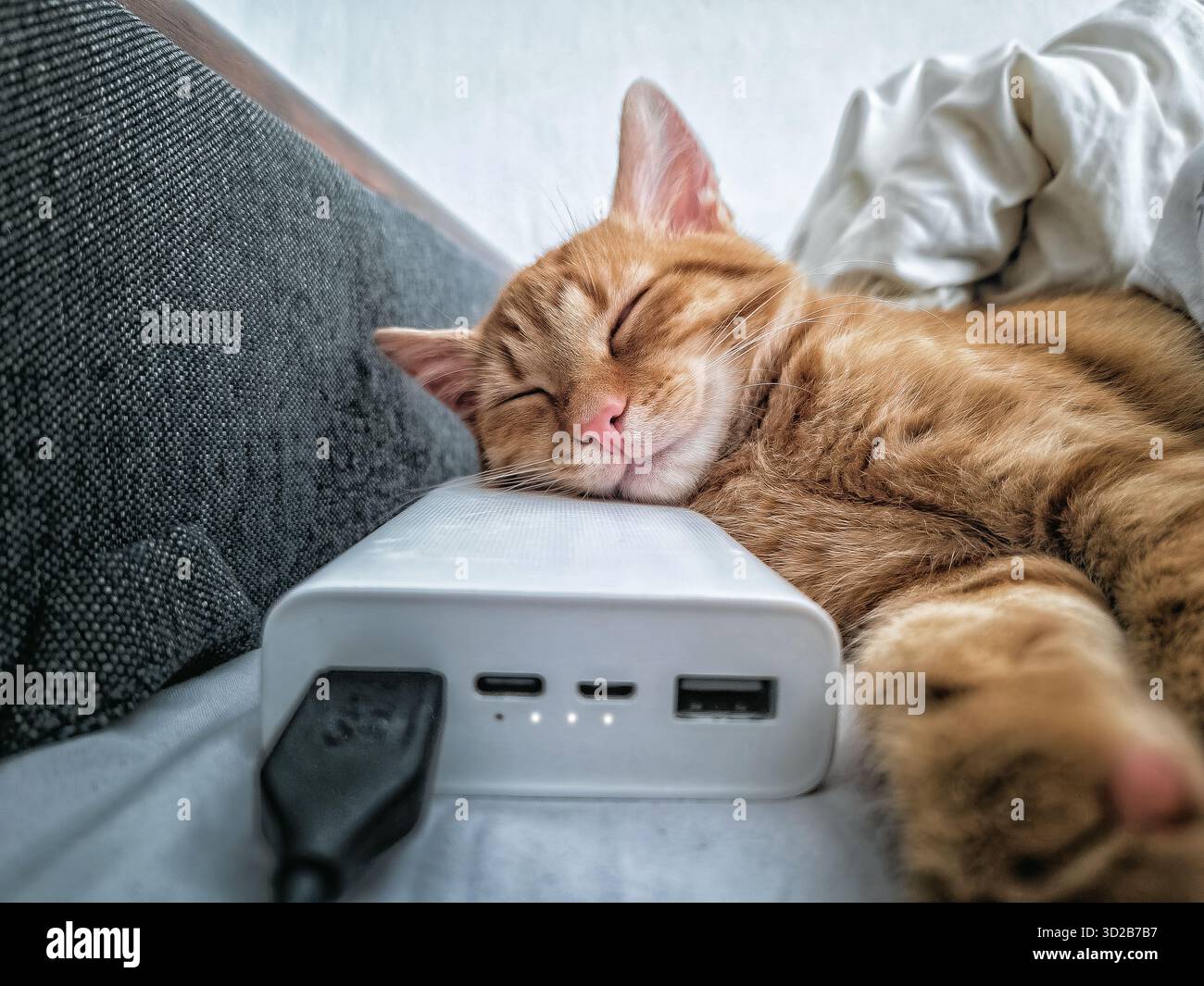 Power Bank bianco su divano grigio. Gatto dello zenzero dorme comodamente su di esso. Spegnere le luci, viaggiare, studiare e vivere con gadget e animali domestici. Deposito Foto Stock