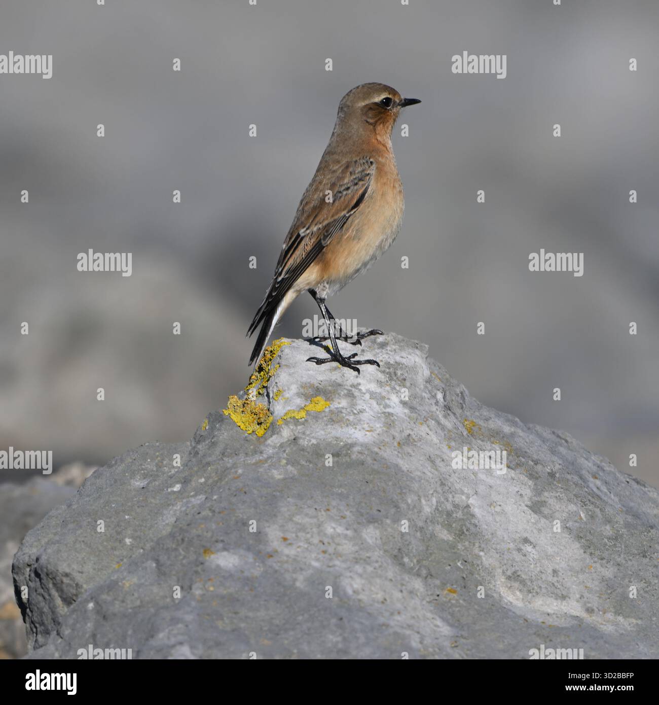 Wheatear, Oenanthe oenanthe, arroccato su un lichene cover rock UK September Foto Stock