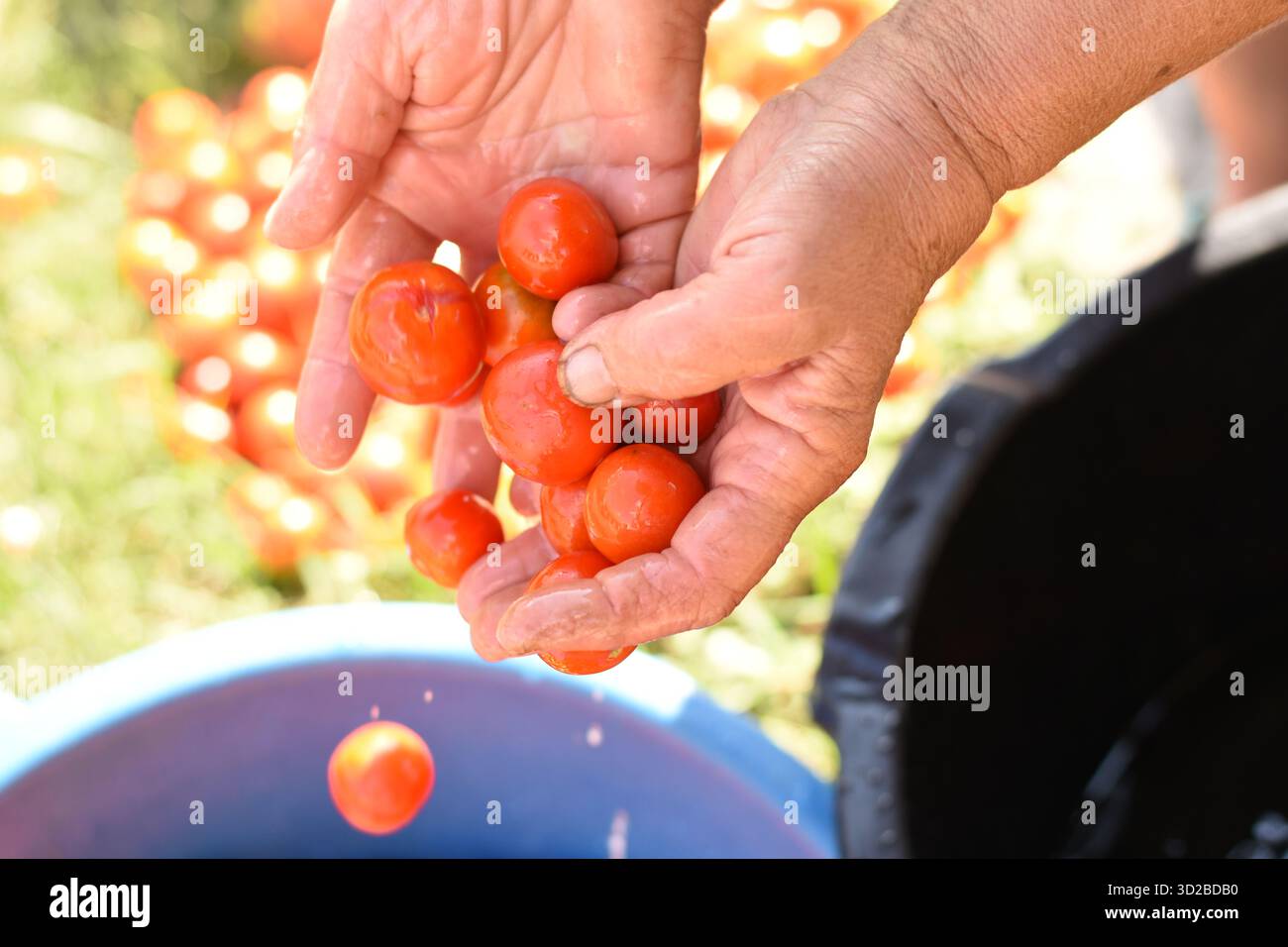 Mettere le mani in una ciotola blu con un mazzo di pomodori lavati, con ciotole blu e nere sullo sfondo Foto Stock
