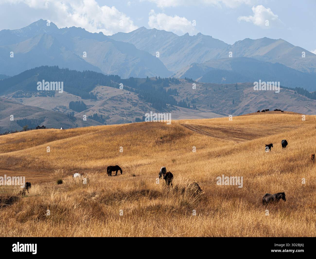 Armonia pastorale: Cavalli che pascolano sullo sfondo di colline erbose e montagne. Foto Stock