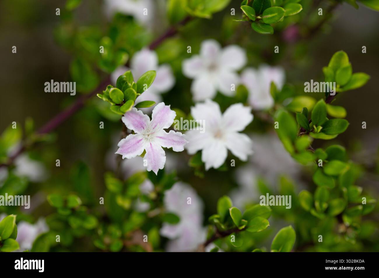 Serissa japonica fiorì nel primo piano del giardino Foto Stock