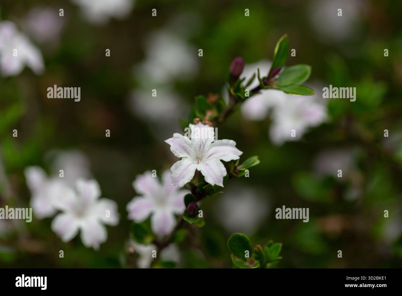 Serissa japonica fiorì nel primo piano del giardino Foto Stock