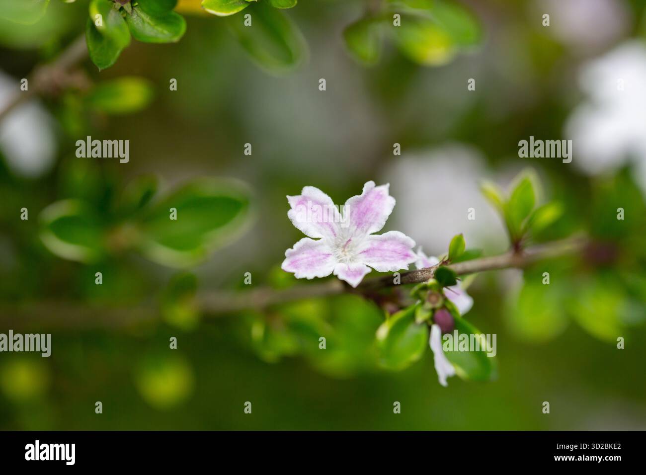 Serissa japonica fiorì nel primo piano del giardino Foto Stock