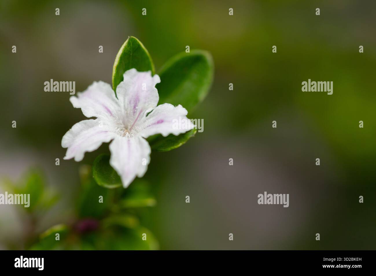 Serissa japonica fiorì nel primo piano del giardino Foto Stock