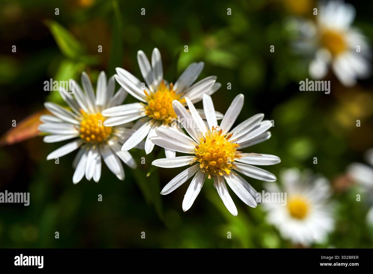 Un gruppo di piccoli fiori autunnali gialli e bianchi su un cespuglio di Erigeron, Polonia Foto Stock