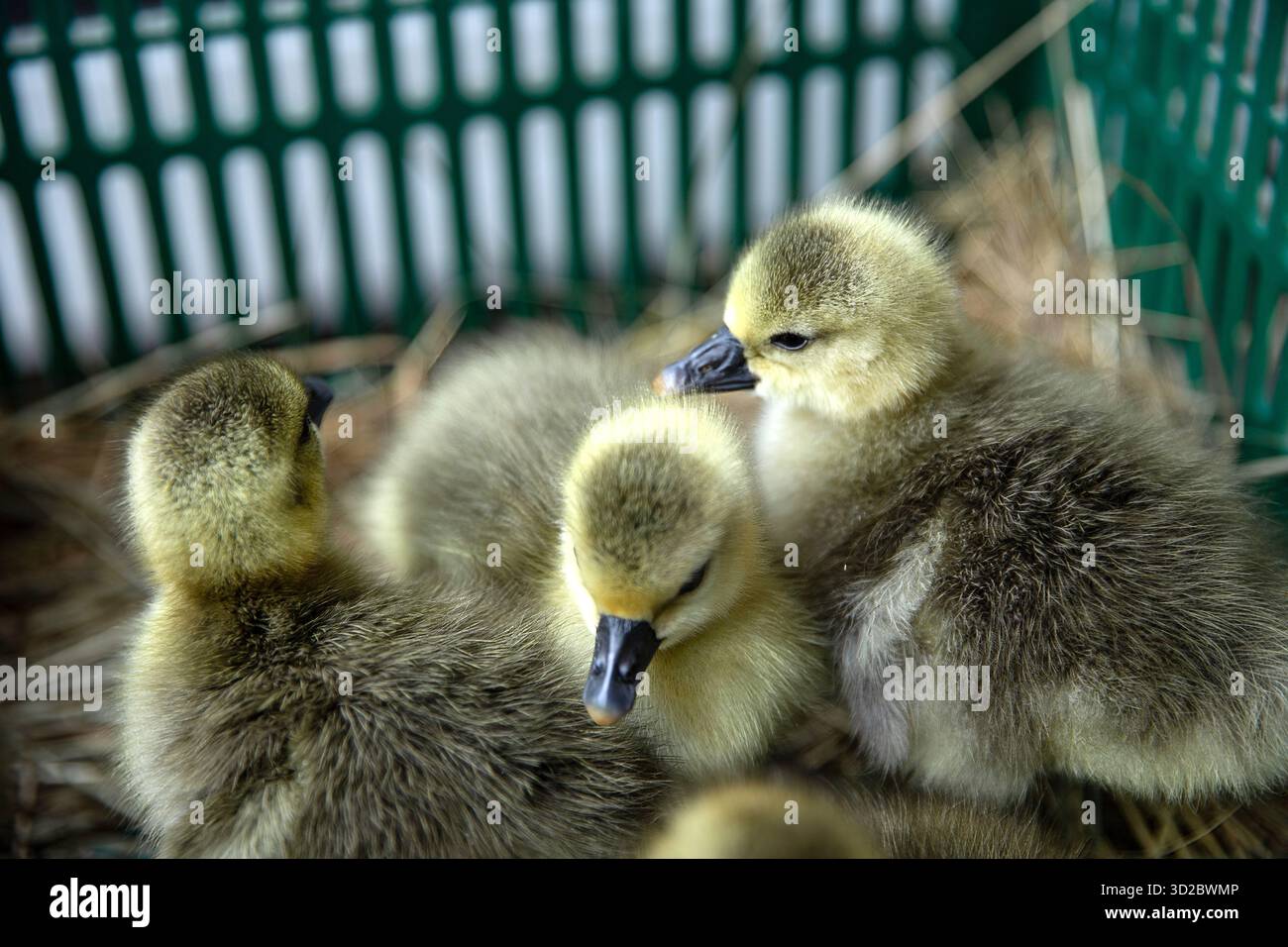Soffici anatroccoli gialli seduti insieme in una scatola di plastica verde Foto Stock