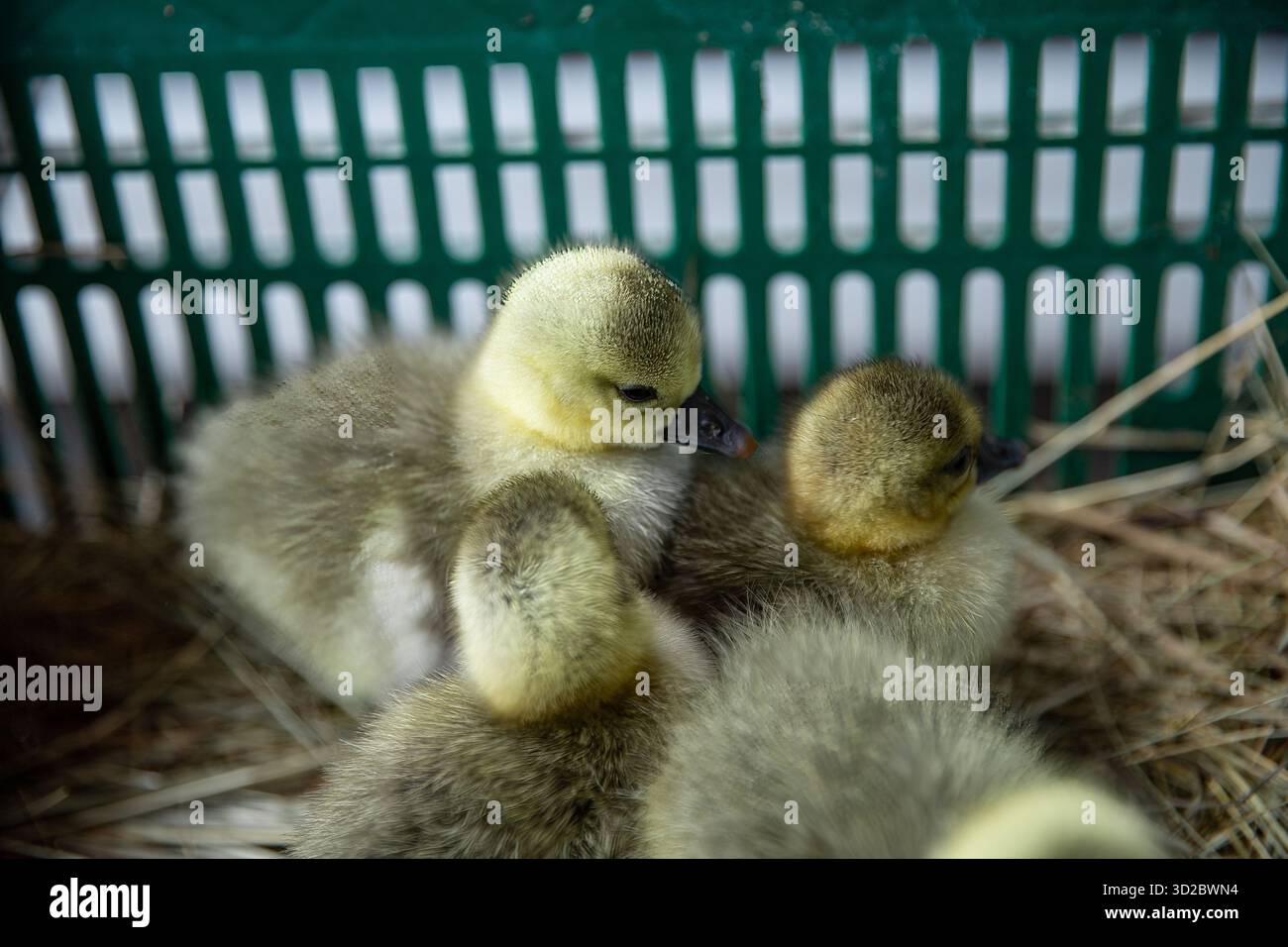 Soffici anatroccoli gialli seduti insieme in una scatola di plastica verde Foto Stock