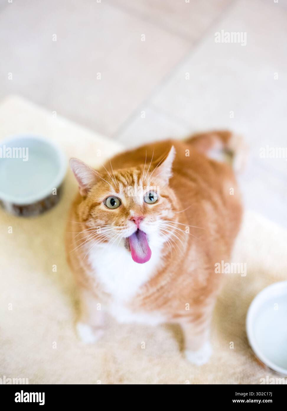 Un gatto shorthair in sovrappeso che guarda in alto e attacca la lingua Foto Stock
