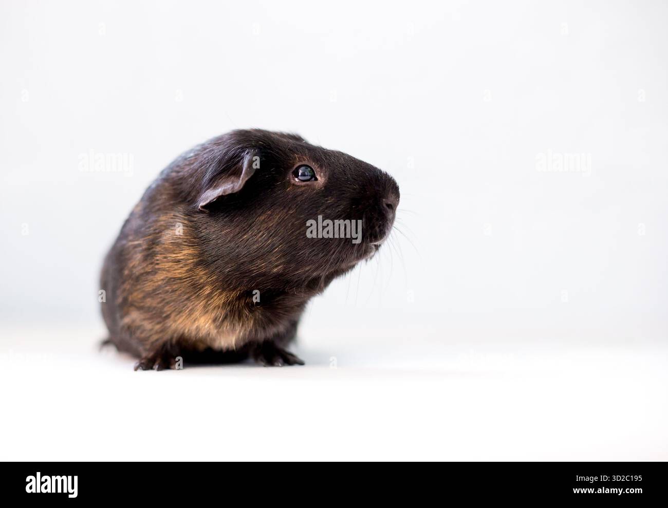 Un carino cucciolo americano Guinea Pig che guarda di lato Foto Stock