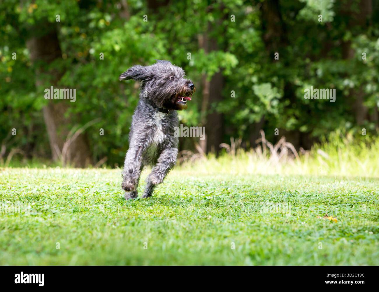Un cane di razza mista Happy Retriever x Poodle o Labradoodle che corre all'aperto Foto Stock