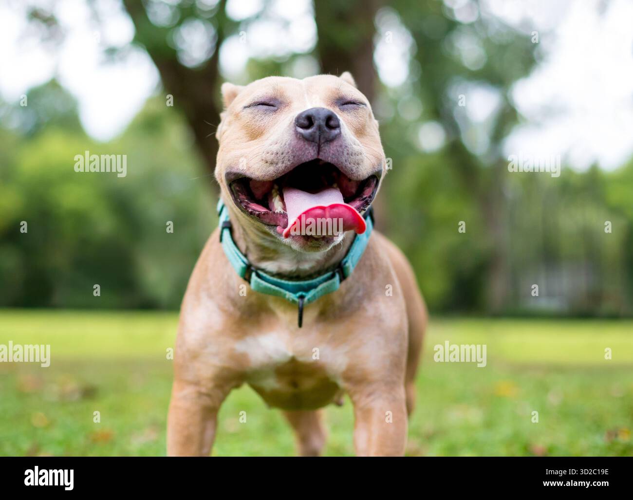 Un cane di razza mista Happy Pit Bull Terrier all'aperto, con gli occhi chiusi e a bocca aperta Foto Stock