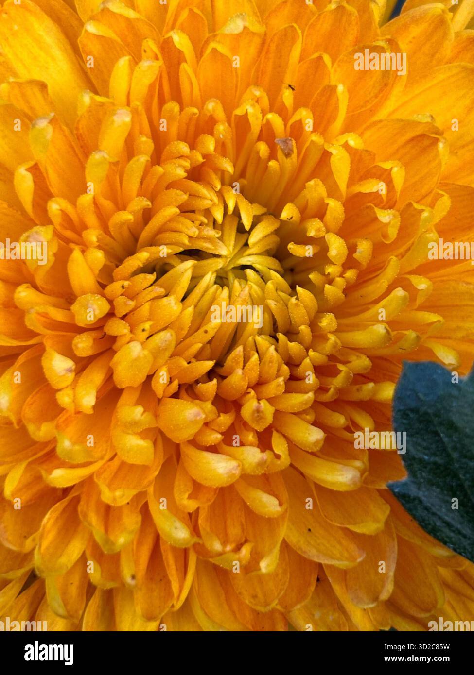 I fiori e le bacche autunnali esprimono calore, calma e un delicato legame con la natura. L'illuminazione soffusa migliora la ricchezza dei colori. Foto Stock