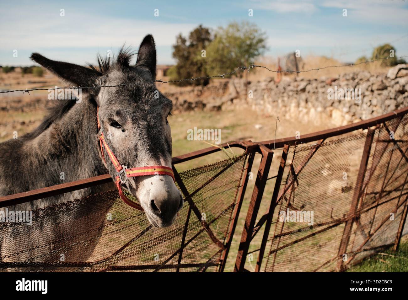 Gentle Donkey dietro Rustic Fence nella Spagna rurale Foto Stock