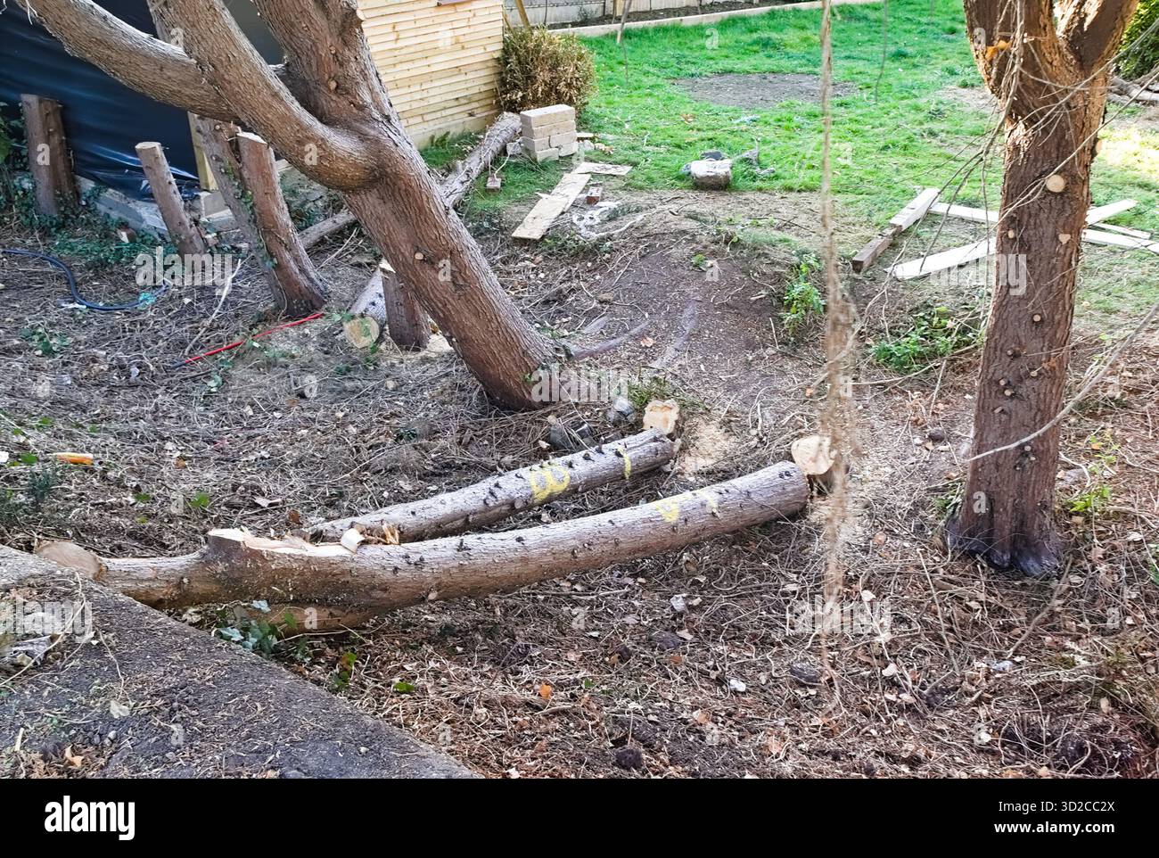 Alberi tagliati sul terreno dopo l'eliminazione del fogliame da un giardino che stava bloccando il marciapiede sulla strada di Londra vicino a Park Rd Foto Stock