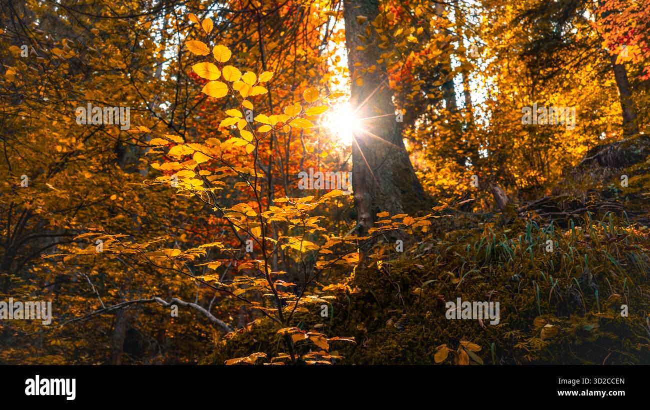 La luce del sole d'autunno dorata splende attraverso le foglie della foresta creando un paesaggio naturale caldo e tranquillo Foto Stock