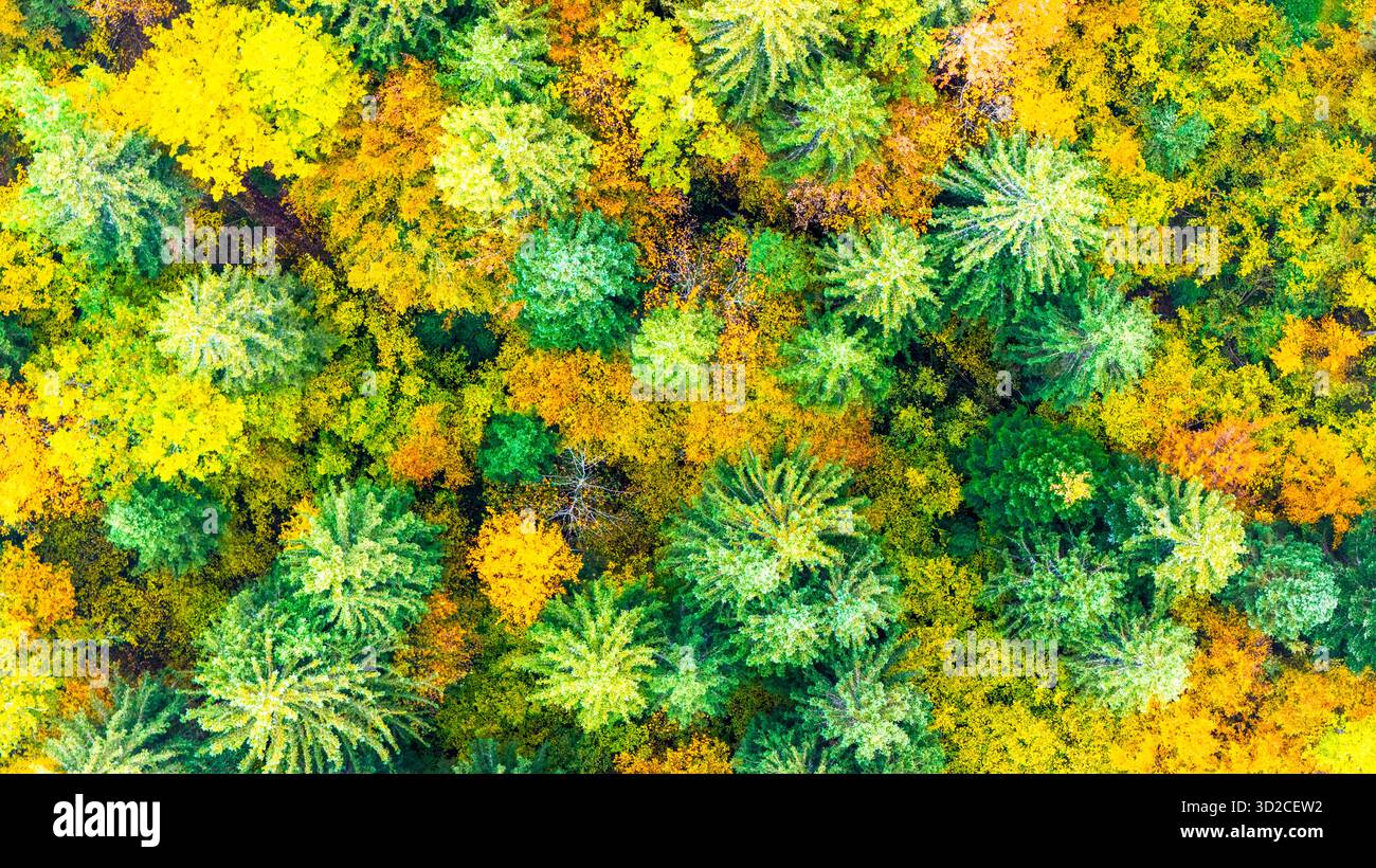Vista dall'alto della foresta autunnale. Scena aerea Vbrant di alberi verdi e gialli della foresta autunnale che formano contrasto naturale e armonia stagionale Foto Stock