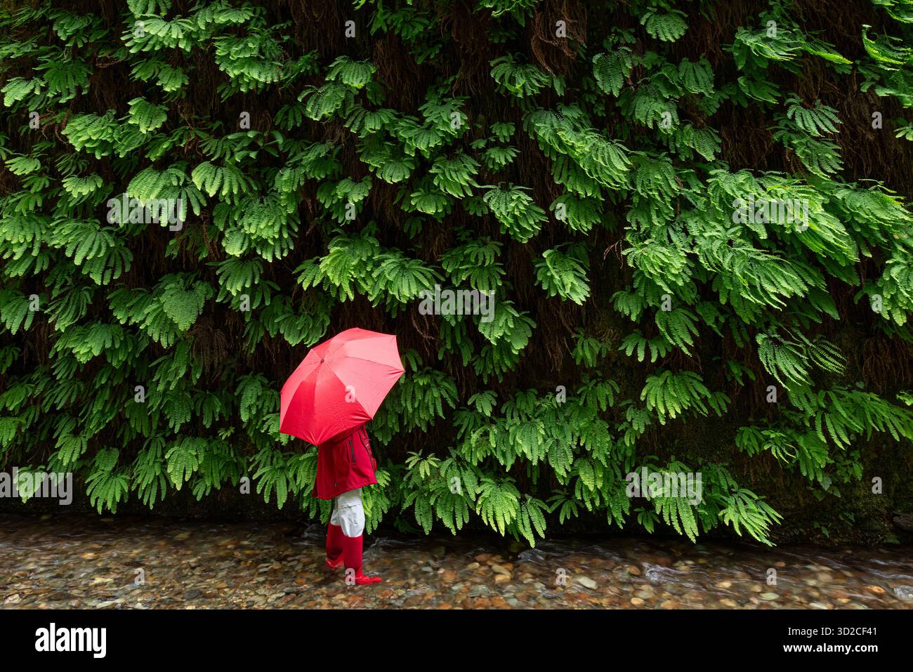 Julie esplora Fern Canyon, Redwood National Park, Mendocino County, California Foto Stock