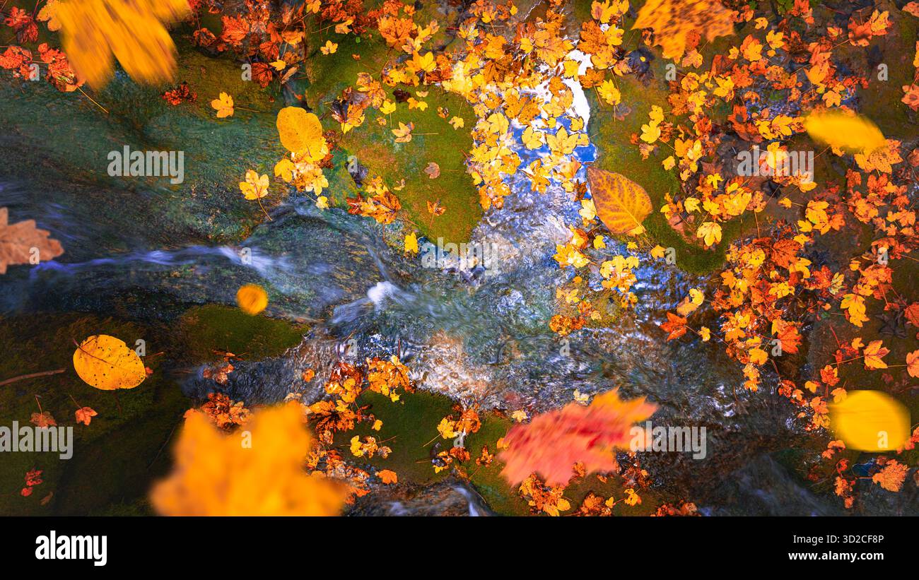 Le foglie autunnali si muovono sull'acqua limpida con effetto di sfocatura del movimento e riflessi colorati della foresta Foto Stock