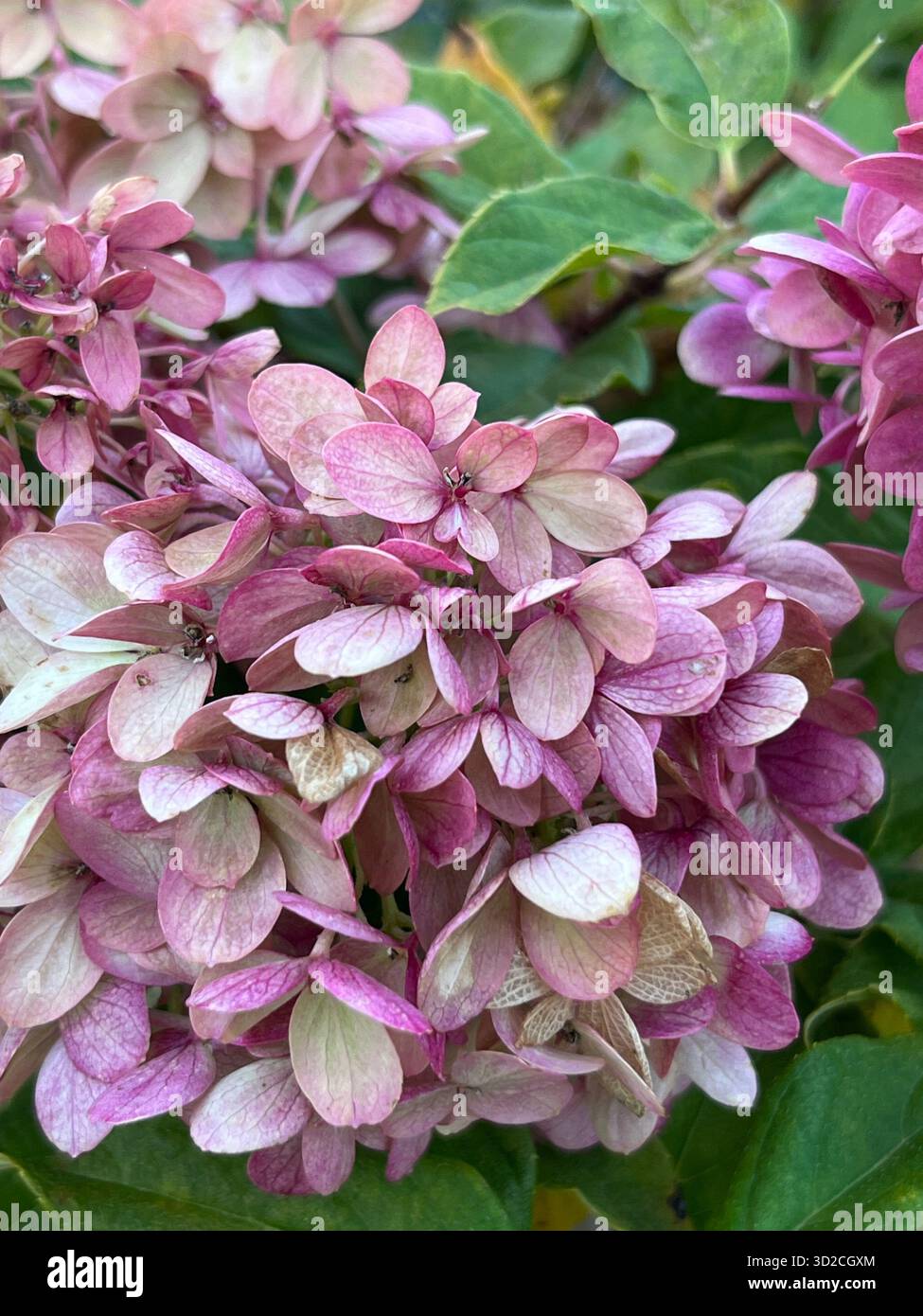 Un bouquet di rose e ortensie nei toni rosa e viola - Immagine stock catturata con smartphone