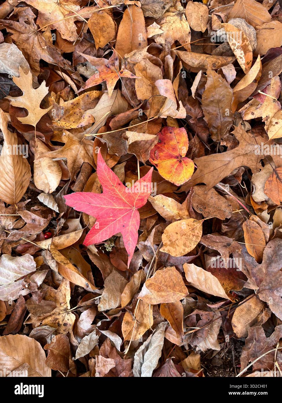 Parco autunnale con luce solare attraverso foglie colorate - Immagine stock catturata con smartphone