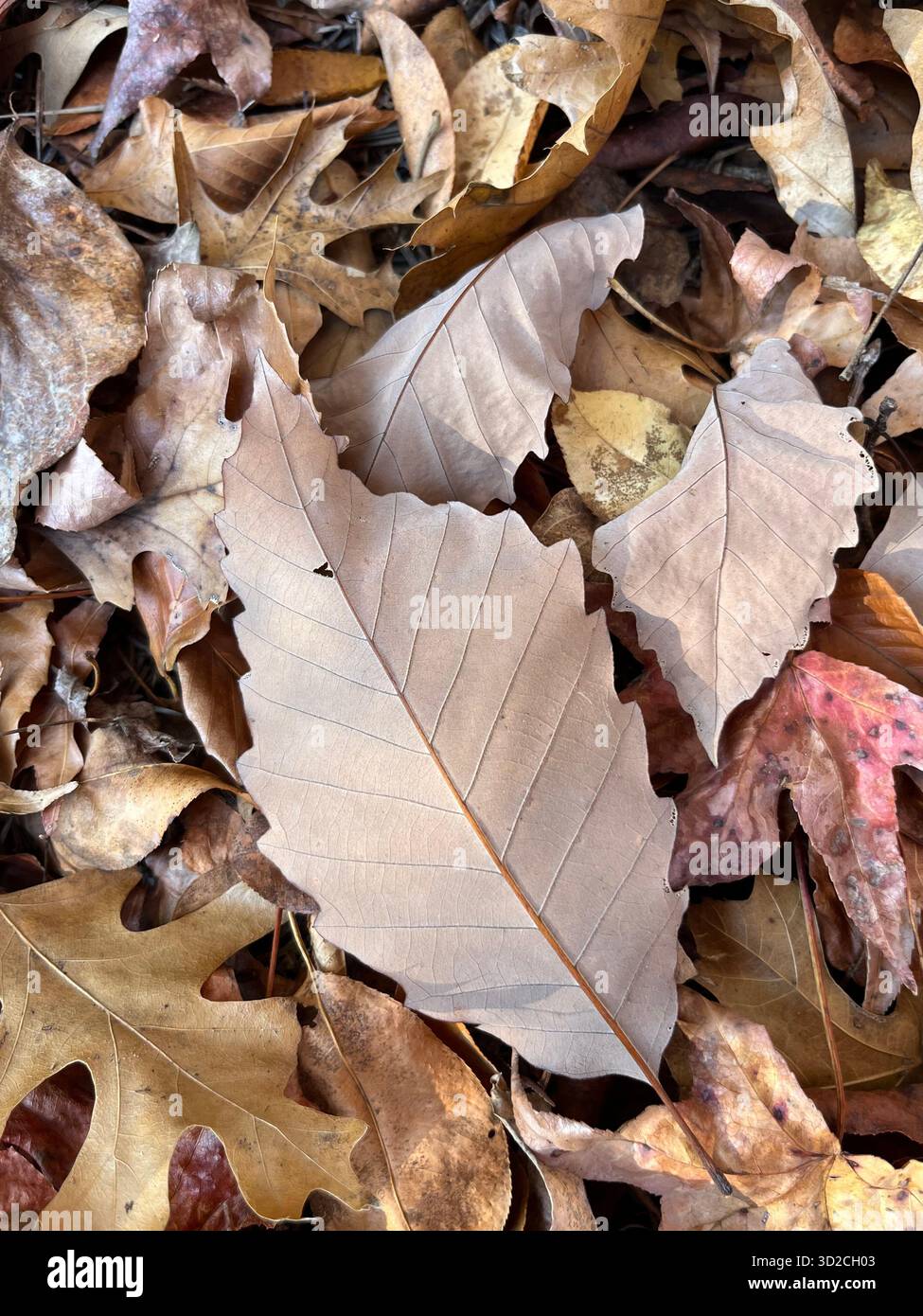 Parco autunnale con luce solare attraverso foglie colorate - Immagine stock catturata con smartphone