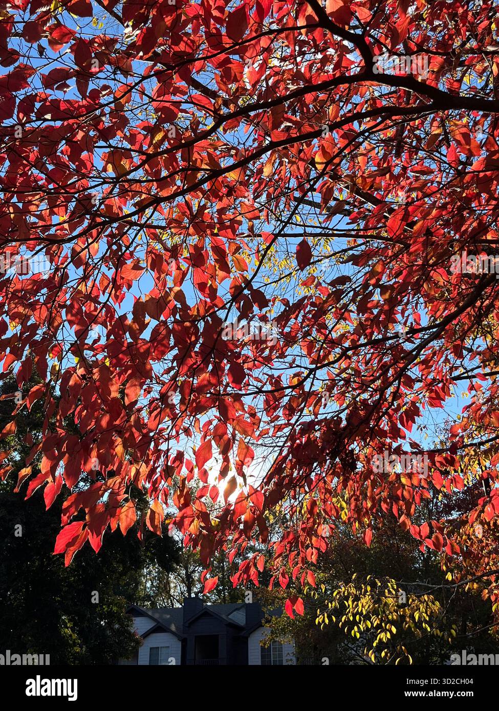 Parco autunnale con luce solare attraverso foglie colorate - Immagine stock catturata con smartphone