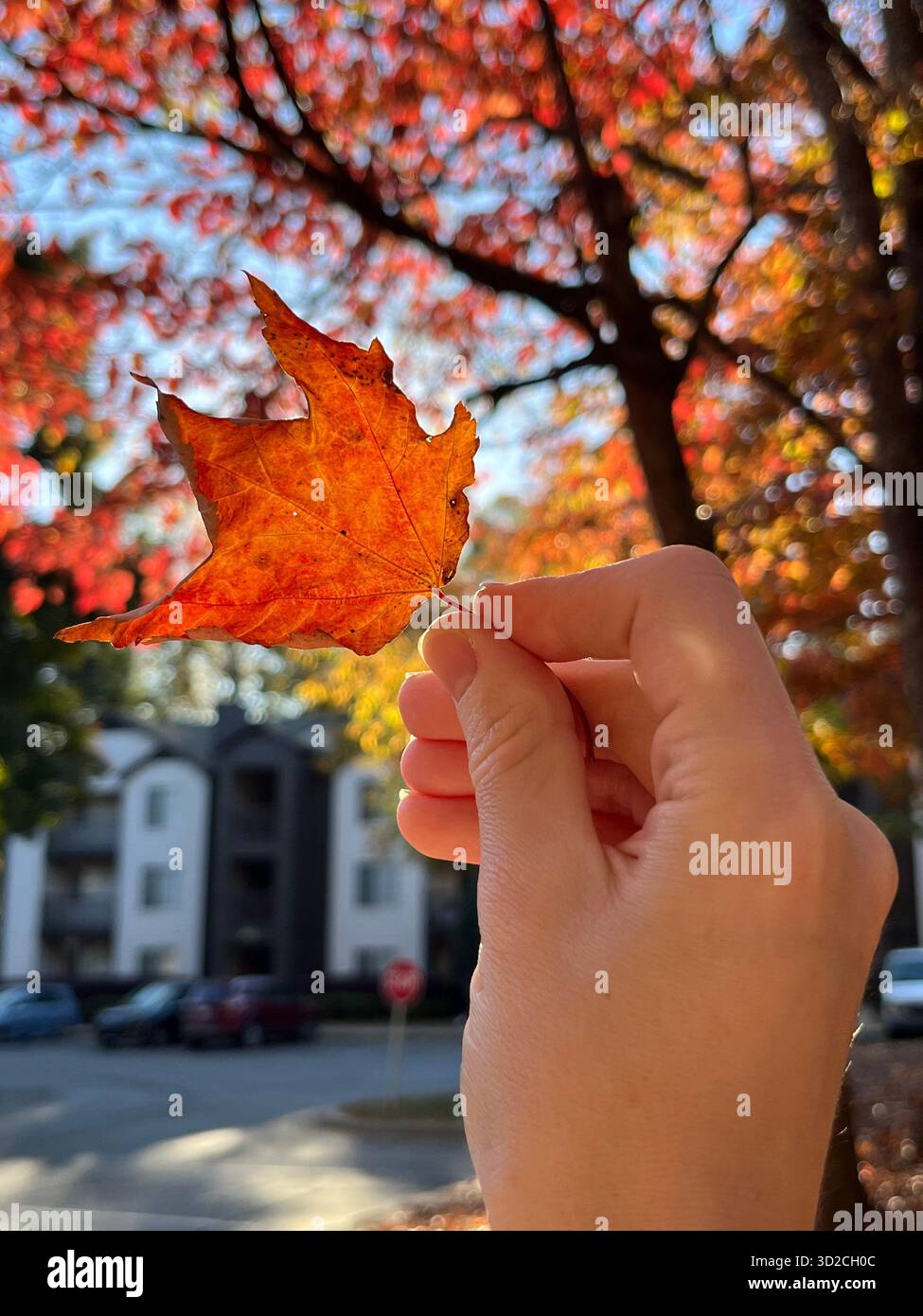 Parco autunnale con luce solare attraverso foglie colorate - Immagine stock catturata con smartphone