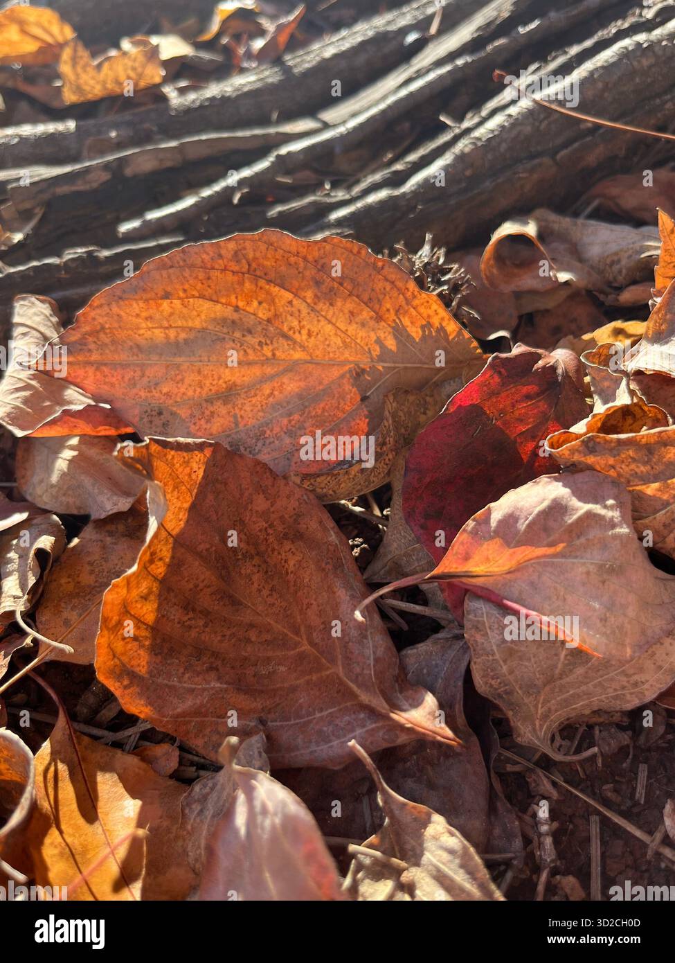 Parco autunnale con luce solare attraverso foglie colorate - Immagine stock catturata con smartphone