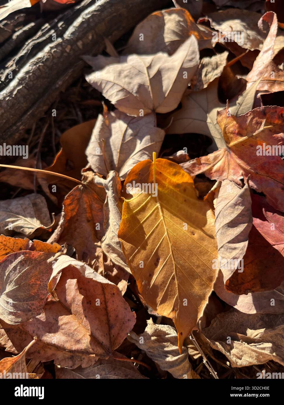 Parco autunnale con luce solare attraverso foglie colorate - Immagine stock catturata con smartphone