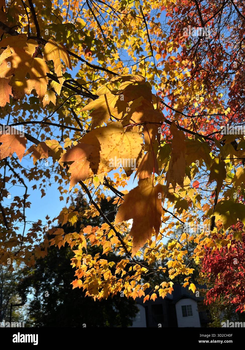 Parco autunnale con luce solare attraverso foglie colorate - Immagine stock catturata con smartphone