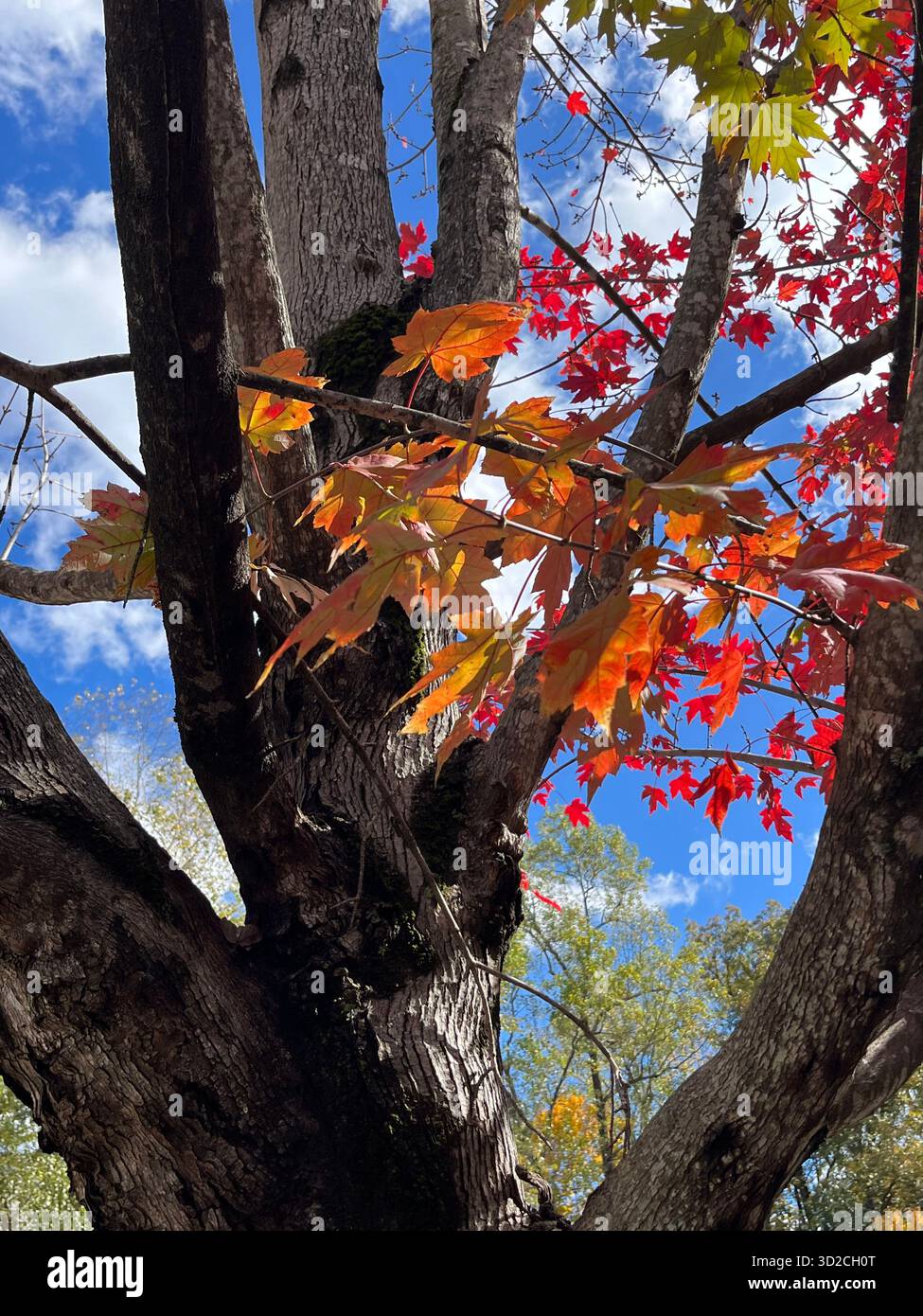 Parco autunnale con luce solare attraverso foglie colorate - Immagine stock catturata con smartphone