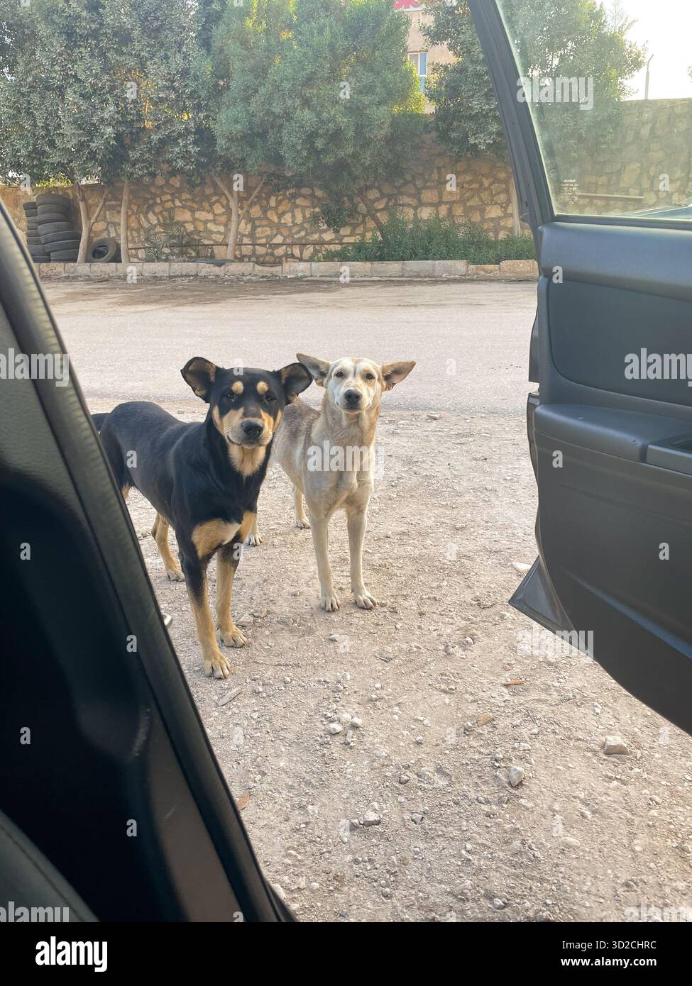 Due simpatici cani egiziani baladi randagi salutano un autista mentre lascia la sua auto prospettiva in prima persona, il Cairo, Egitto - Immagine stock catturata con smartphone