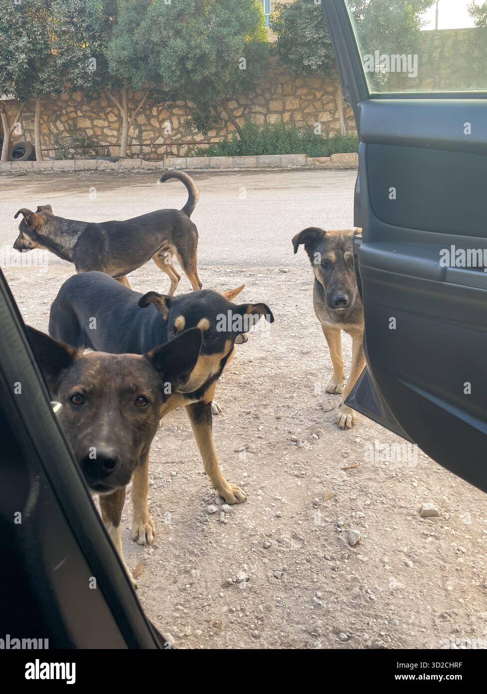 Un gruppo di simpatici cani egiziani baladi randagi salutano un autista mentre lascia la sua auto prospettiva in prima persona, il Cairo, Egitto - Immagine stock catturata con smartphone