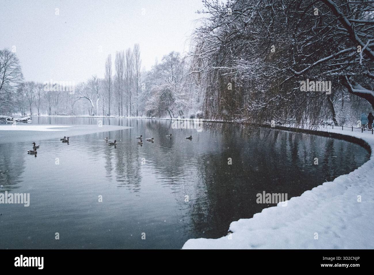 Vista panoramica invernale del lago coperto di neve del parco cittadino. Le anatre nuotano nell'acqua fredda mentre gli alberi e le coste sono ricoperti di bianco Foto Stock