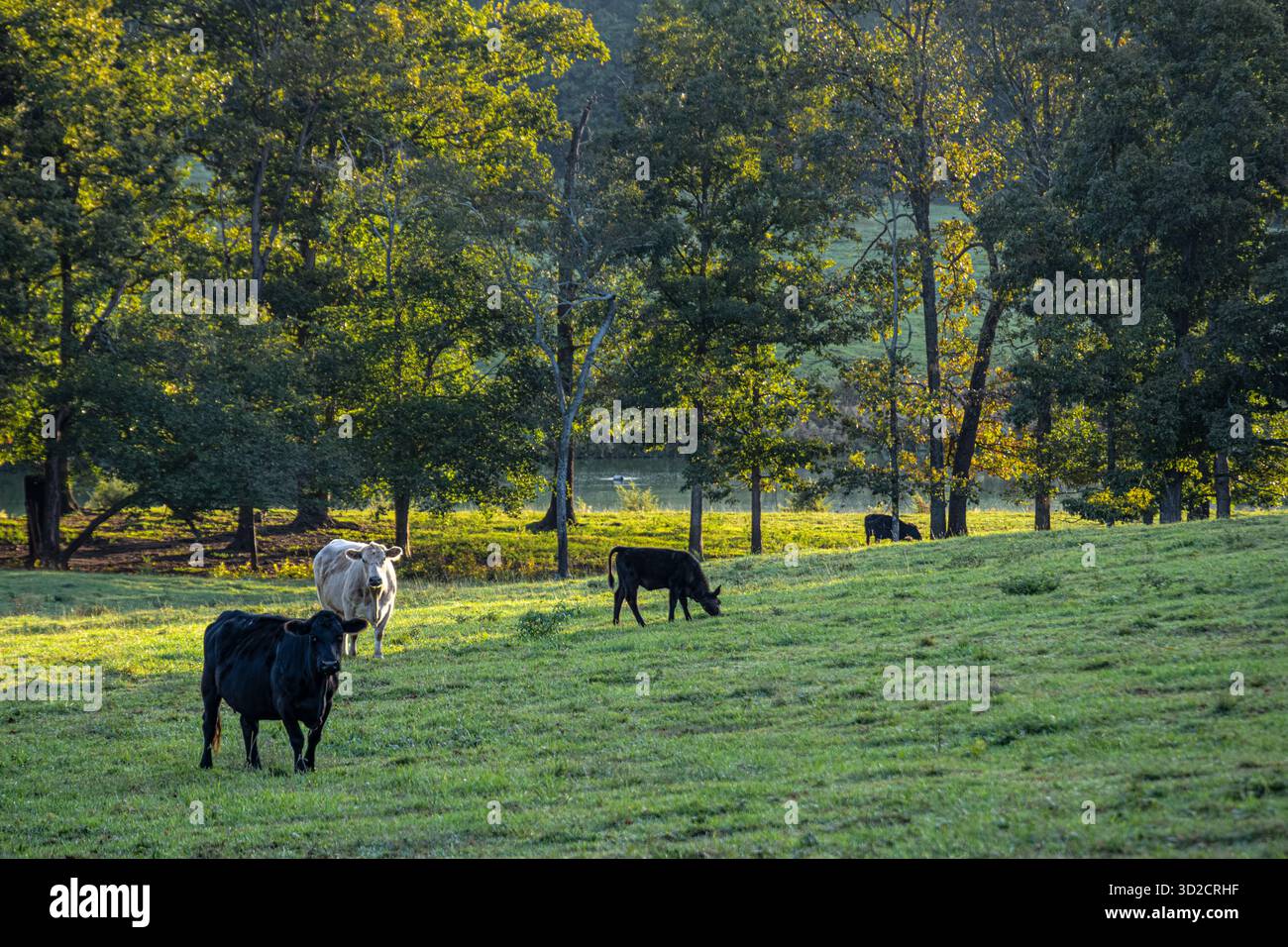 Paesaggio pastorale con bestiame che pascolano all'alba a Lula, Georgia. (USA) Foto Stock