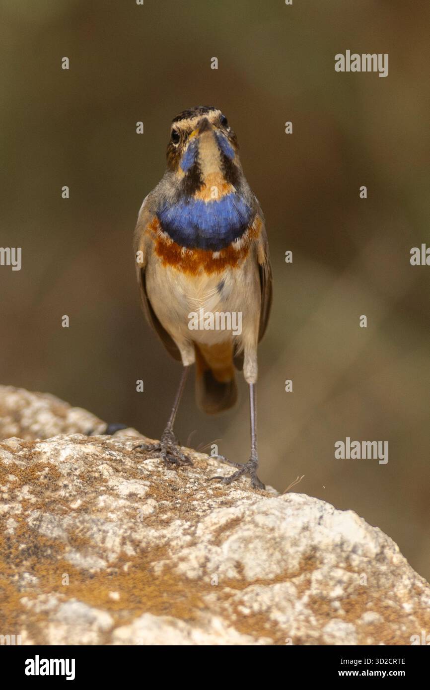 Promontorio maschile (Luscinia svecica) svernante nel deserto del Negev, Israele. Fotografato a novembre. Foto Stock