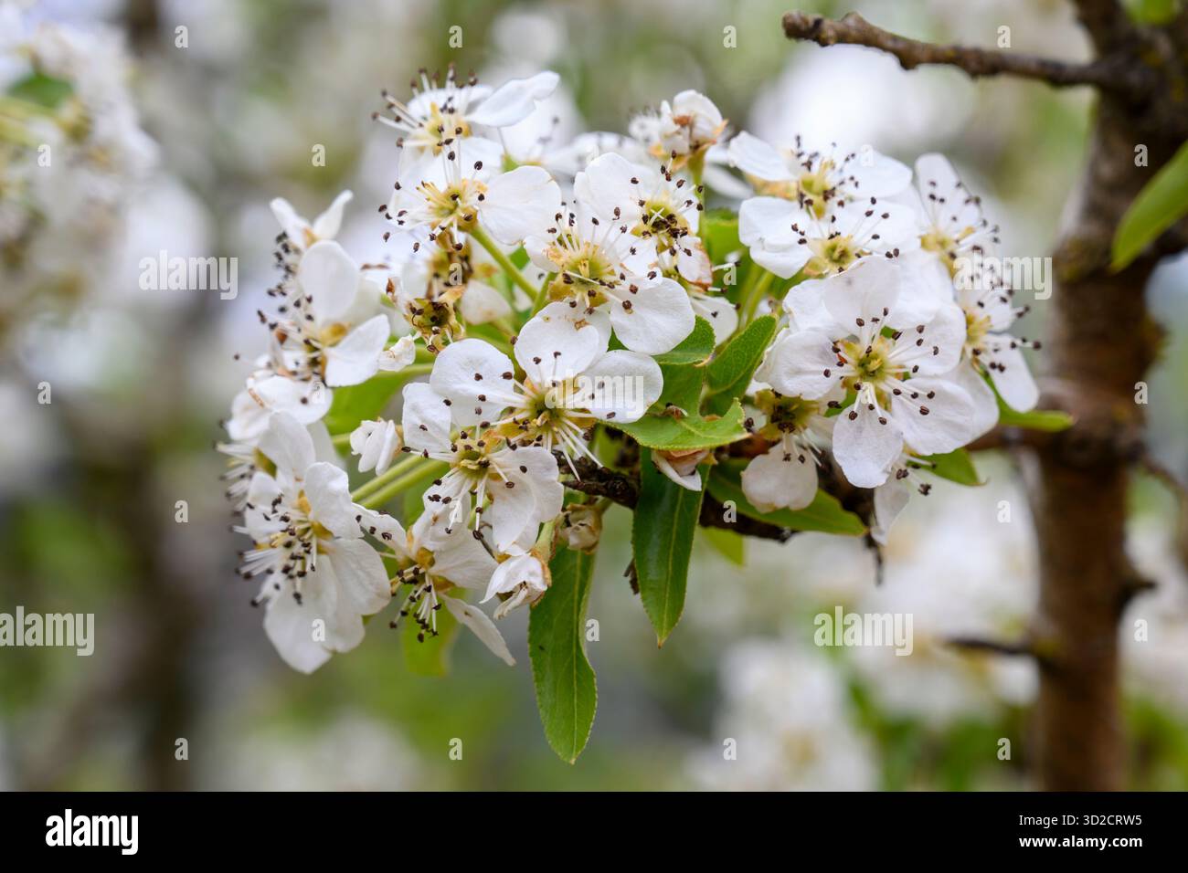 I fiori della pera siriana (Pyrus syriaca), sono un albero deciduo della famiglia delle Rosaceae. È l'unica specie di pera che cresce in natura in Libano, Turchia, Siria, Israele e nei territori palestinesi. Fotografato nell'alta Galilea, Israele, a marzo. Foto Stock